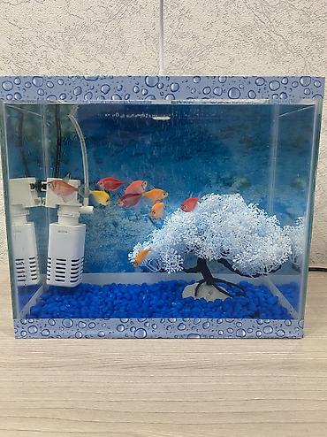 akvarium qizdirici: Dördbucaq akvarium, Boş, 10 l, Ünvandan götürmə, Pulsuz çatdırılma, Ödənişli çatdırılma — 8