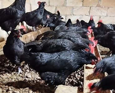Quşlar: Saf cins Avstrolorp sürüsü satılır. Fərələrdən bəziləri yumurtaya — 3