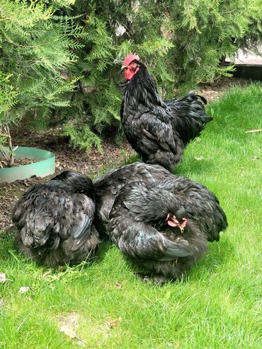 Птицы: Продаю семейку Пародистых кур кохинкин 9 месячные НЕСУТ яйца (3 куры и