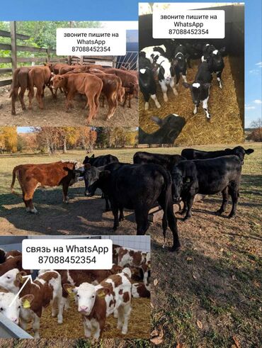 продаю музоо торпок корова самка бык самец айрширская ангус алатауская на забой для разведения на откорм племенные нетель привязанные: Продаю | Корова (самка), Бык (самец), Тёлка