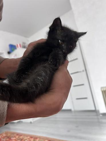 коротколапые котята: Черный котенок - Окрас: сплошной черный, мягкая пушистая шерстка — 1