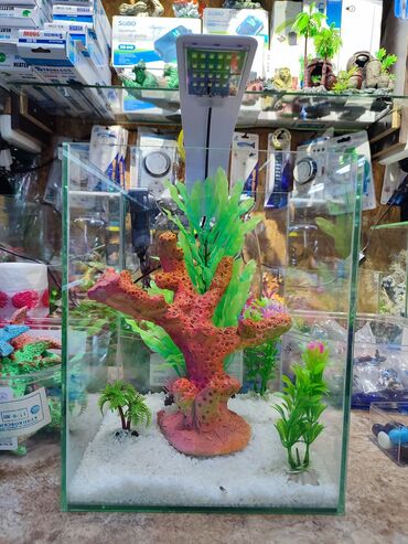 аквариум с рыбами: Аквариум 15 литров с дизайном. Прекрасен на подарок. В наличии разные