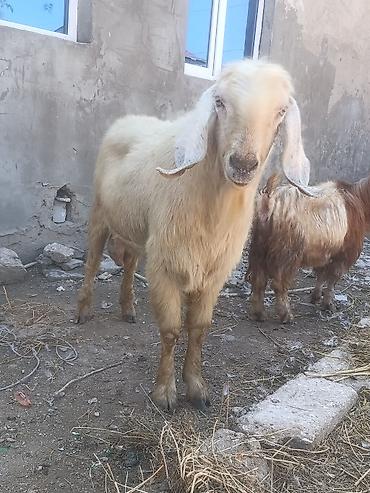 çəpişlər: Salam Damazlıq Hələb 1 il 8 aylığ — 2