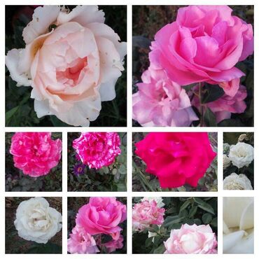 купить розы саженцы: Саженцы роз сорт кустовые цвета разные,2-летки 180сом, есть 4-х