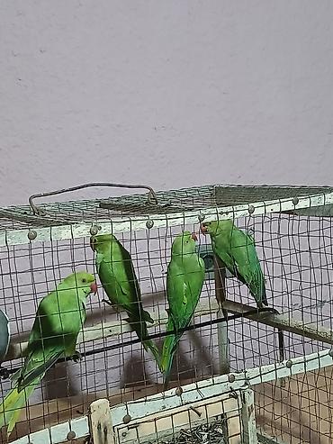 Digər quşlar: Ajetaj Papuqayları Tecili Satılır.1-i 155 manata.4 denedi.Bunu — 1