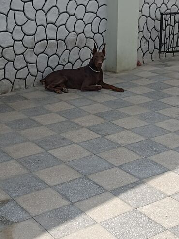 İtlər: Doberman, 2 il, Erkek