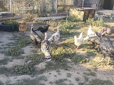 Продам с/х животных: Индюки 7-8 месяцев — 4