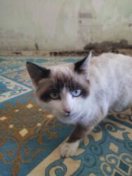 домик для кот: Бурма, 9 айлык, Ургаачы, Ак, Аргын