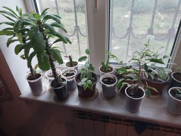 Bitkilər üçün dibçəklər: Bakixanov qəsəbəsi(Razin),Razin talkuçkasına yaxın,gül dibçəkləri — 6