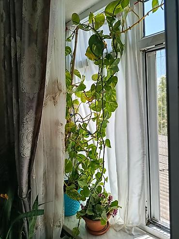 sarmaşiq: Epipremnum aureum (Pothos, “Skandens”) – sarmaşıq tipli otaq bitkisi — 3