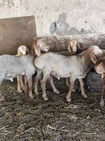 Бараны, овцы: Продаю | Ягненок, Баран (самец) | Гиссарская, Арашан | На забой, Для разведения