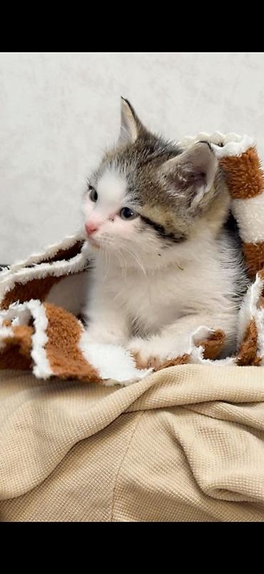 Котёнок домашний, короткошёрстный. Окрас: белый с серо-коричневыми
