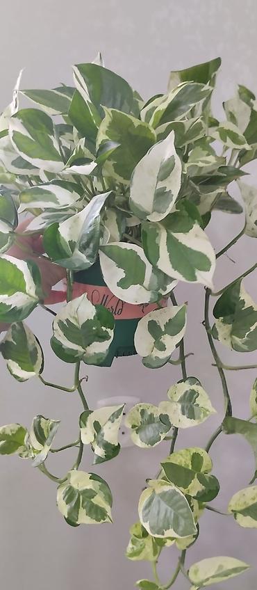 Женское счастье (Спатифиллюм): Комнатные растения — декоративнолистные сорта 1) Спатифиллум (на фото — 8