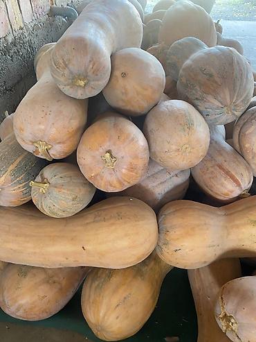 купить почву для комнатных растений: Продаю тыкву, плотная ароматная,сладкая. Для кулинарии и запекания — 1