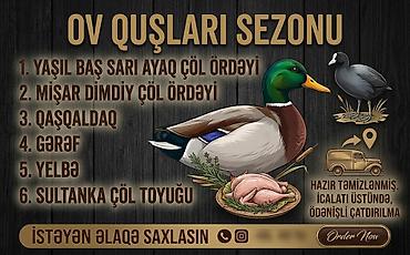 yulaf qiyməti: Ov quslari sezonu başladı. Qaşqaldaq - 9 AZN Gərəf (çöl quşu) - 7 AZN — 1