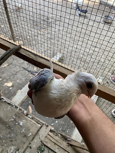 alman ovcarkası satılır: Hunkari erkey.heyvanin gizginligna soz ola bilmez.baki ve bezi — 3