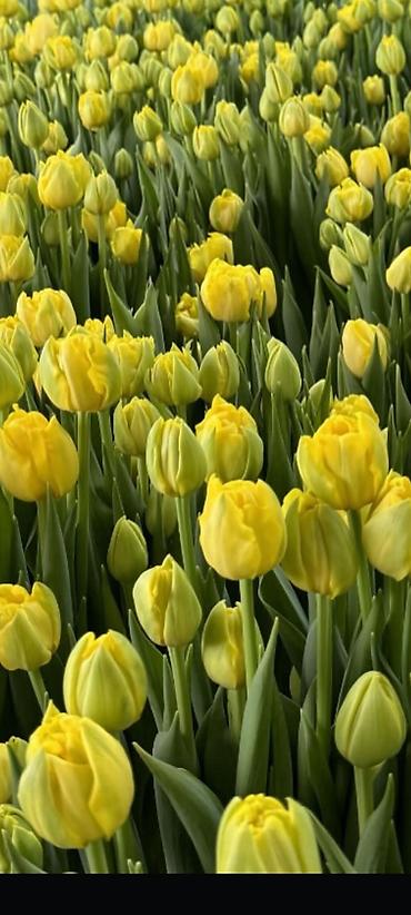 Цветы и букеты: Тюльпаны с теплицы — срезка свежего дня. - Ассортимент: однотонные и — 4