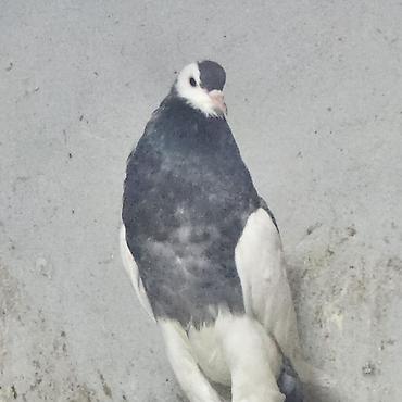 Göyərçinlər: Zövqlü dekorativ göyərçinlər dəsti - Nadir görünüşlü dekorativ — 9