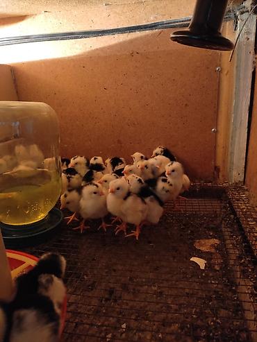 бойцовский кури: Продаю | Цыплята — 2
