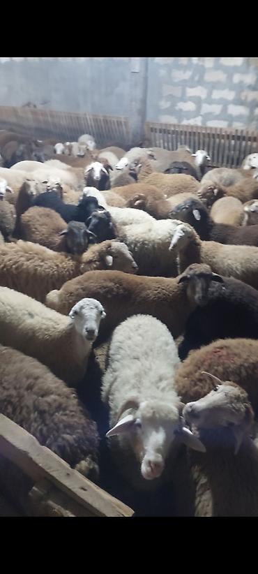 qoyun sekilleri: Hər çəkidə qurbanlıq quzularmız çıxdı satşa isdeyenler önceden sfariş — 1
