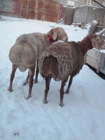 Баран, овца: Продаю | Овца (самка) | Для разведения | Матка — 2