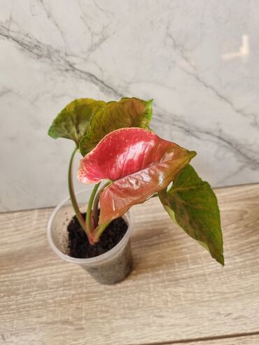 Филодендроны: Сциндапсусы,сансевиерии ва,алоказия,бегония макулата монстера — 15