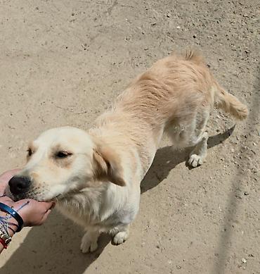 it satışı tap az: Retriever, 9 ay, Dişi, Peyvəndli — 2