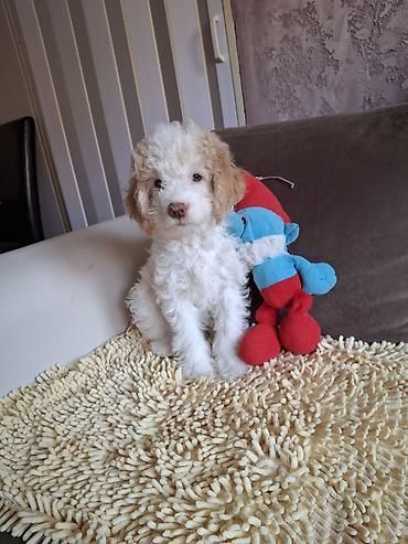 Psi: Rasni štenci – rase Lagotto Romagnolo (belo–braon) oznaka, mekanog — 6