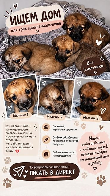Отдам даром собаку: Собака даром: Дворняжка, 3 месяца, Самец — 1