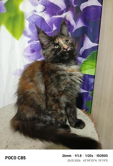 кошка сокулук: Гиганты Кошачьего мира❤️ Мейн-Куны❤️❤️❤️Монопольный Мини питомник — 8