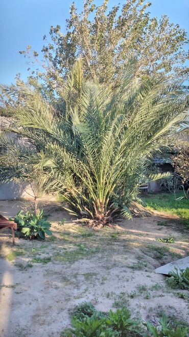 где купить алоэ вера: Böyük ölçülü xurma palmisi (Phoenix dactylifera tipli görünüş)