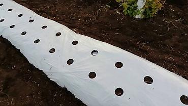 Другие системы полива: Пленка клубничная черная Премиум качества (ОРИГИНАЛ) Длина - 1 000 — 5