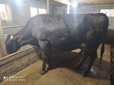 куплю домашнее животное: Продаю | Корова (самка) | Алатауская | На забой