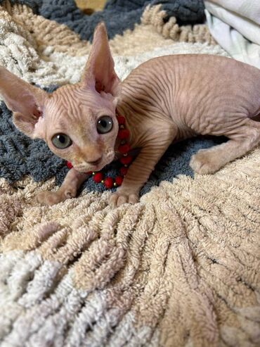 Pişiklər: Sfinks, Erkək, Dişi, Yaxşı əllərə, Ünvandan götürmə, Pulsuz çatdırılma, Ödənişli çatdırılma — 9