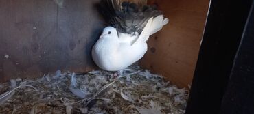 хары бюльбюль купить: 10 da var 15 e de