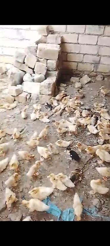 ev itləri ucuz: Satılır: ördək cücələri (balalar) - Növ: ağ və açıq rəngli yerli — 1