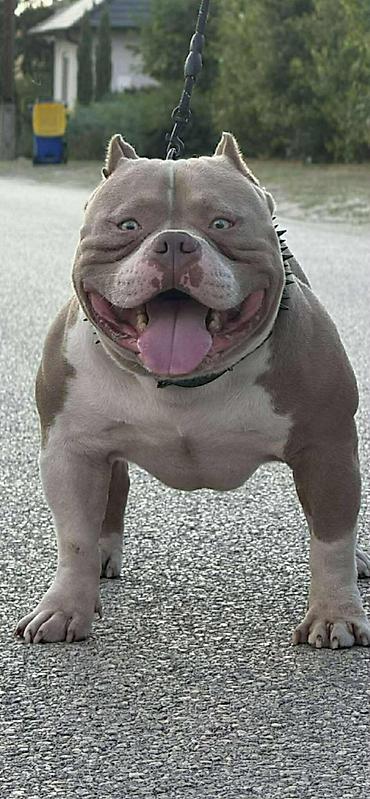 Psi: American bully pocket lilac štenci. 4 lilac zenki, 2 zute zenke — 5