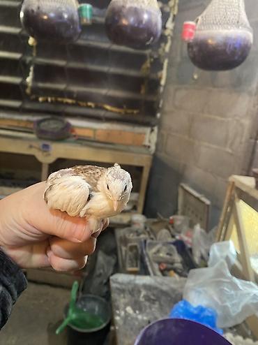 Другие с/х животные: Китайские расписные перепелки - Породы/окрасы: смешанные – тёмные — 35