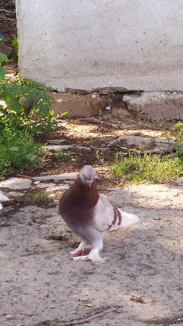 страус птица: Голуби старопородные самаркандские бойные винт тяга гребля
