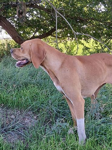 İtlər: 2 il, Dişi, Peyvəndli, Ödənişli çatdırılma — 9