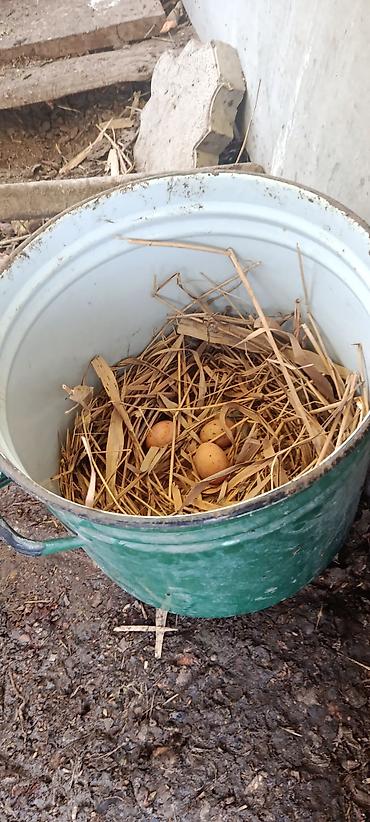 Птицы: ПРОДАЮ!!! ЯЙЦА. ИЗ ПОД ДАКАНА КОРЕЕЦ Из под чемпиона есть данные И — 9