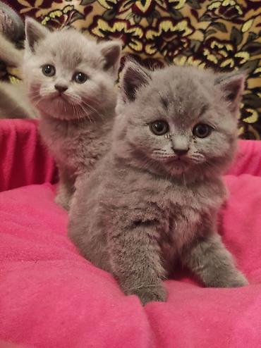 Pişiklər: Britan, Ödənişli çatdırılma — 9