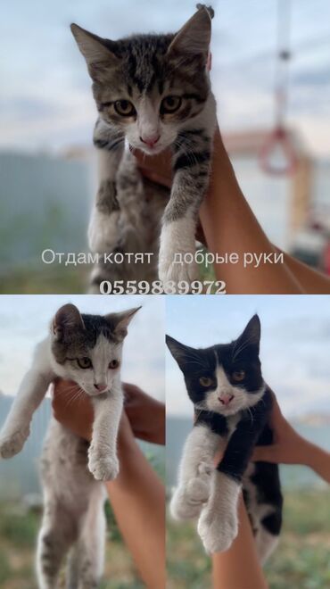 французского бульдога: Отдам котят в добрые руки 
Хорошо ловят мышат и всех насекомых😅
