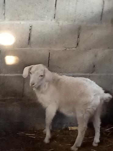 Козы, козлы: Продаю | Коза (самка) | Для разведения — 6