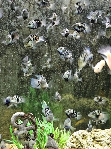 Рыбы: Цихлиды-подростки оптом! - бирюзовая акара - голубой дельфин - — 7