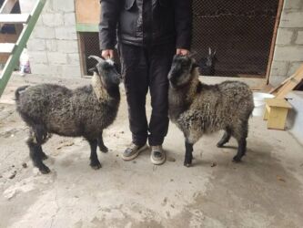 дом для животных: Сатам | Улак | Көбөйтүү үчүн