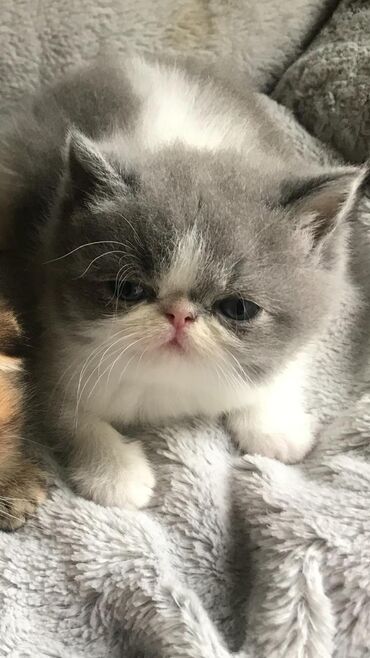 Pişiklər: Şotland yastı qulaq, Erkək, Dişi, Yaxşı əllərə, Ünvandan götürmə, Pulsuz çatdırılma, Ödənişli çatdırılma — 102