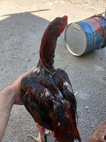 Heyrati xoruz ve feresi ikisi bir yerde satlir tecili Xüsusiyyətlər