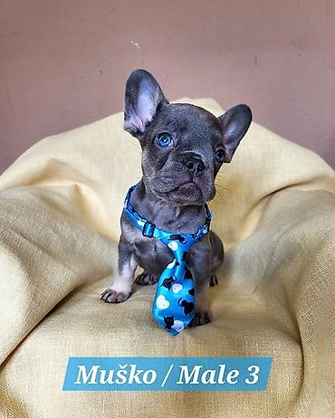 Psi: Francuski Bulldog štenci exotik boja. Stari 3 meseca, primili sve 3 na lalafo.rs — 3 Psi: Francuski Bulldog štenci exotik boja. Stari 3 meseca, primili sve 3 — 3
