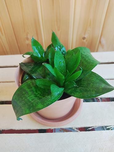 Другие комнатные растения: Продаю комнатные растения:,сцендапсус.,сансвиерия,гипоэстес.Цены от — 10